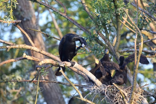 Preview: Great Cormorant (Phalacrocorax Carbo) Colony, Baden-Wurttemberg,Germany