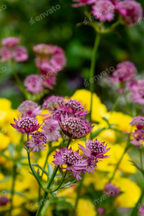 Preview: Flowers Of Astrantia Major - Great Masterwort In Garden.