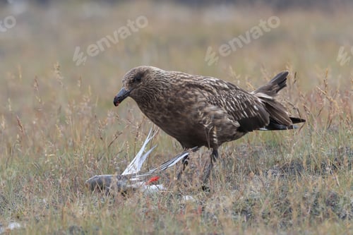 Vista previa: Great Skua Feeding On Dead Arctic Tern Iceland