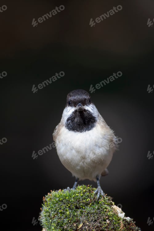 Preview: Cute Little Bird. Dark Nature Background. Bird: Sombre Tit. Poecile Lugubris.