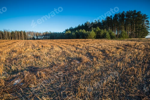 Preview: Stubble Field
