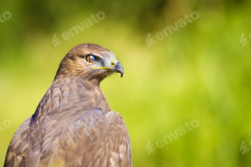 Preview: Bird Of Prey. Buzzard Portrait. Green Nature Background. Bird: Long Legged Buzzard. Buteo Rufinus.