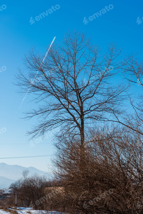 Preview: Poplar Tree Tops And Trace Of An Airplane