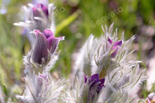 Preview: Pulsatilla Patens Common Names Include Eastern Pasqueflower, Prairie Crocus, And Cutleaf Anemone In