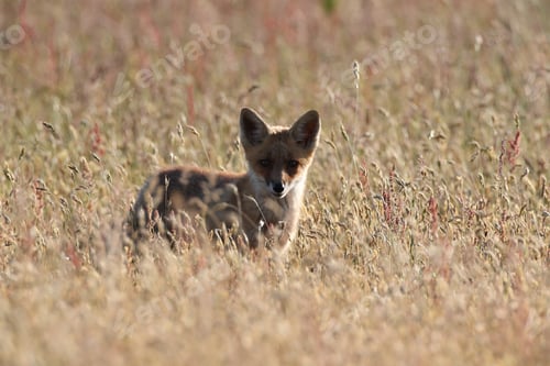 Preview: Red Fox (Vulpes Vulpes), Fox Cub Standing In A Meadow