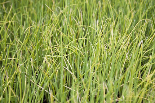 Preview: Texture And Background From Green Grass