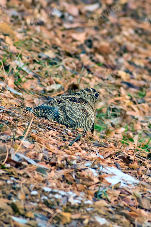 Preview: Woodcock. Dry Leaves Background. Bird: Eurasian Woodcock. Scolopax Rusticola.