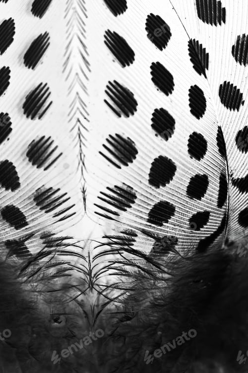 Preview: Guinea Hen Feather With Light Grey Background