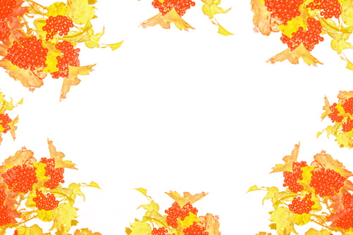 Preview: Branch With Red Berries Viburnum. Kalina Isolated On A White Background.