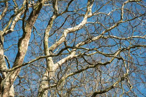 Preview: Bare Winter Tree Blue Sky Background