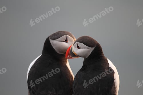 Preview: Atlantic Puffin Or Common Puffin, Fratercula Arctica, Norway