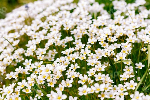 Preview: White Flowering Saxifrage. Saxifrage - A Perennial Groundcover For The Rock Garden. Floral