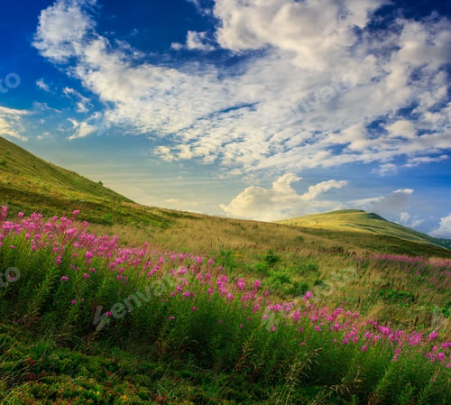Preview: High Wild Flowers At The Mountain Top At Sunrise
