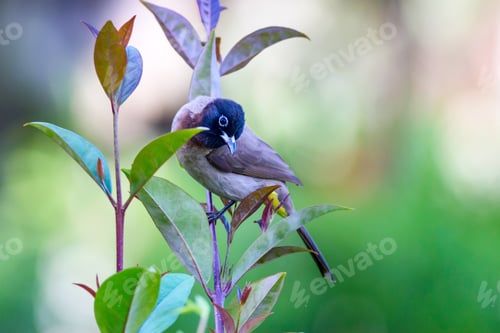 Preview: Cute Bird White Spectacled Bulbul. Nature Backgound. Pycnonotus Xanthopygos.