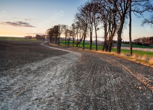 Preview: Plowed Field And Trees Alley At Sunset