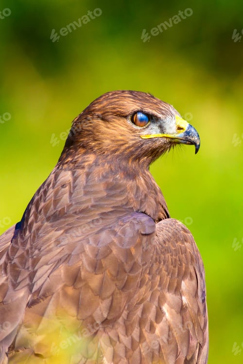 Preview: Bird Of Prey. Portrait Of Buzzard. Green Nature Background.