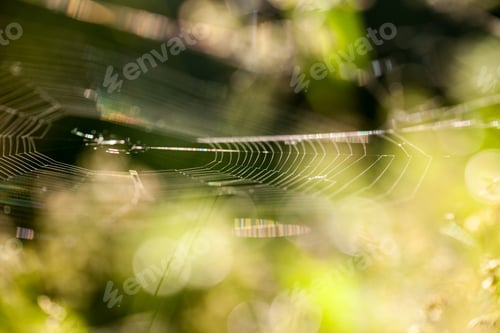Preview: Abstract Composition With Spider Web Details And Natural Colors
