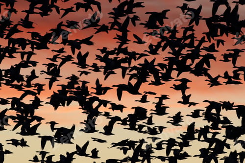 Preview: Snow Geese In The Dawn, Bosque Del Apache, New Mexico Usa