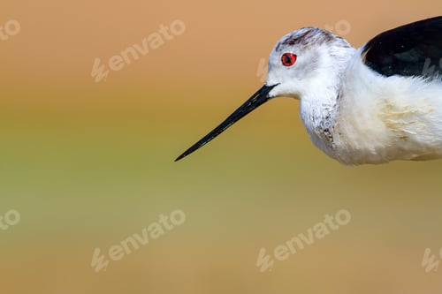 Preview: Common Water Bird Portrait. Colorful Natural Background. Bird: Black Winged Stilt. Himantopus