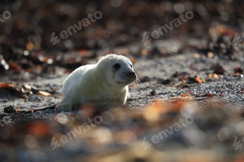 Preview: Grey Seal (Halichoerus Grypus) Pup Helgoland Germany
