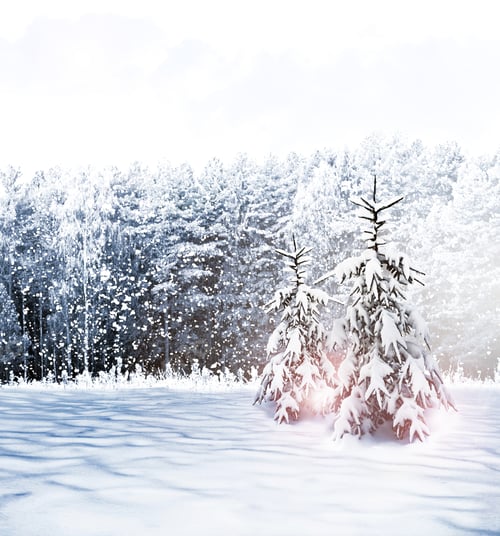 Preview: Winter Forest