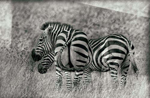 Preview: Vintage Style Black And White Image Of Zebras In The Serengeti National Park, Tanzania