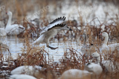 Preview: Snow Geese Bosque Del Apache, New Mexico Usa