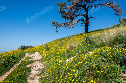 Preview: Carmel Mountain View On Spring