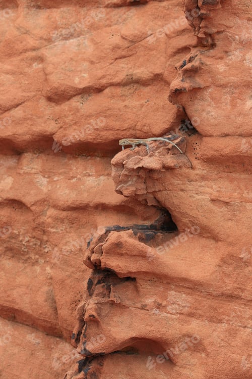 Preview: A Lizard Climbs The Rock Formations In The Valley Of Fire
