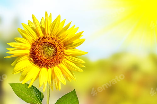 Preview: Colored Sunflower Field In Summer. Yellow Flowers.