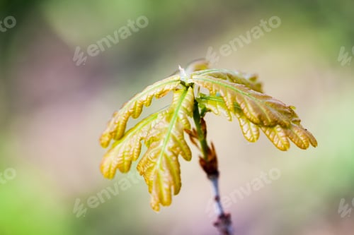 Preview: Branches With Green Leaves On Natural Background
