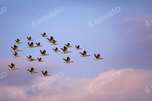 Preview: Flying Birds. Sky Background. Greylag Goose. Anser Anser.