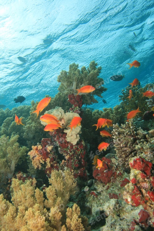 Preview: Healthy Coral Reef