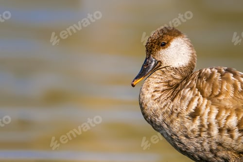 Preview: Portrait Of Duck. Colorful Nature Background. Duck: Red Crested Pochard.
