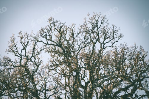 Preview: Old Forest With Moss Covered Trees And Rays Of Sun In Summer - Vintage Green Retro Effect