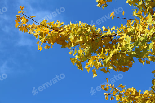 Preview: Japan Autumn Foliage. Ginkgo Tree Yellow Leaves In Osaka, Japan.