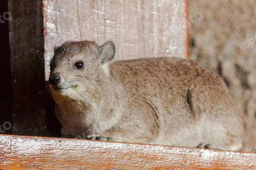 Preview: A Rock Or Cape Hyrax (Procavia Capensis) On A Rock In Tanzania, Africa. These Mammals Are Often