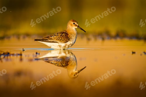 Preview: Cute Water Bird. Natural Background
