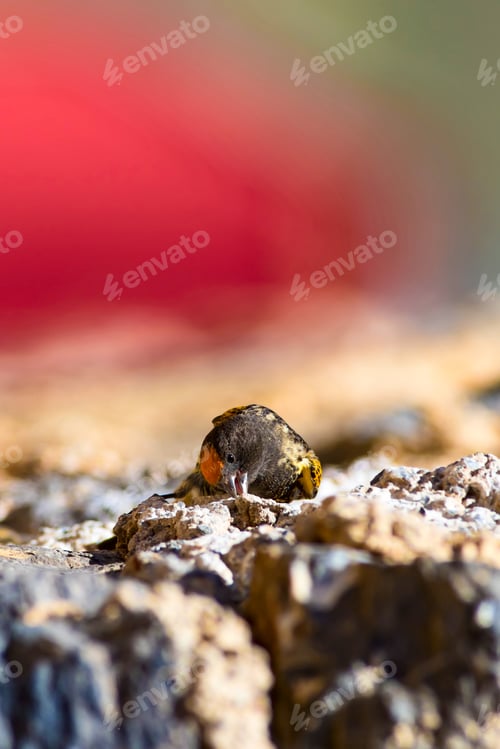 Preview: Cute Bird. Red Fronted Serin. Kayseri Aladaglar Turkey