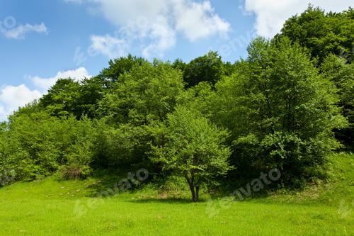 Preview: Landscape With Green Forest And Meadow Under Blue Sky