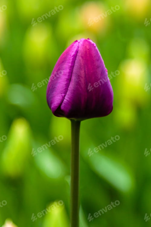 Preview: Purple Flower Of Tulip Sort Negrita. Hybrids Of Tulips - A Beautiful Spring Bulbs. Growing Bulbous