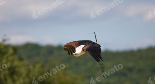 Preview: African Fish Eagle (Haliaeetus Vocifer)