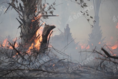 Preview: Photography Of Bush Fire During Dry Season, With Smoke And Bright Orange Flames, And Trees, In The