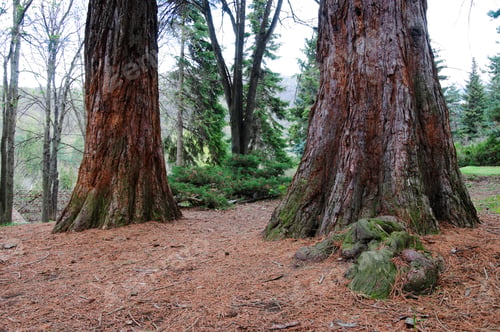 Preview: Sequoia Sempervirens (Coast Redwood)