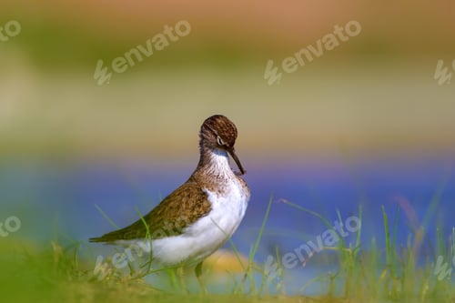 Preview: Cute Water Bird. Common Bird. Natural Background.