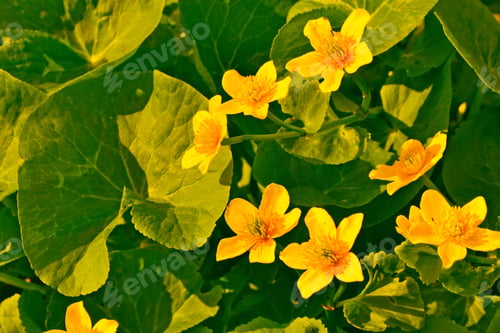 Preview: Summer Landscape. Yellow Flowers Of Marsh Marigold. Floral Background
