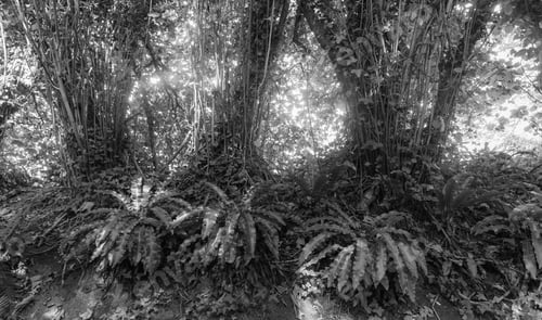 Preview: Hart'S Tongue Fern Plants (Asplenium Scolopendrium) Growing In English Woodland. A High Contrast