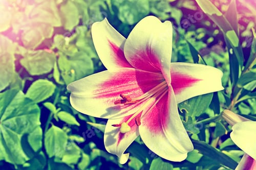 Preview: Colorful And Bright Lily Flowers On A Background Summer Landscape