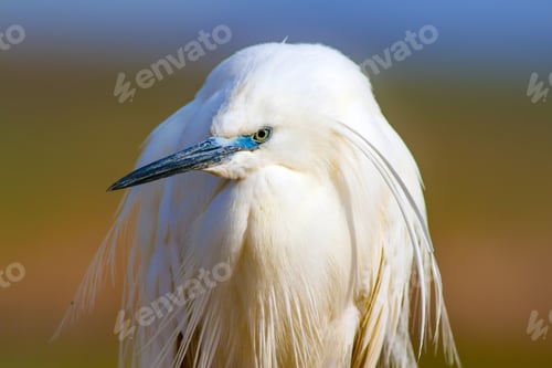 Preview: Cute White Bird. Colorful Nature Background.