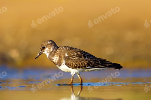 Preview: Cute Water Bird. Colorful Nature Background. Bird: Ruddy Turnstone.